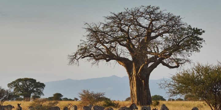 Animals-in-Tarangire-National-Park-a-good-reason-to-visit-the-National-Park