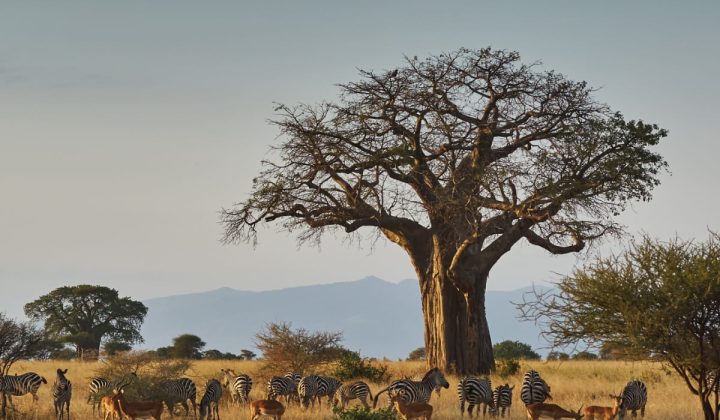 Animals-in-Tarangire-National-Park-a-good-reason-to-visit-the-National-Park