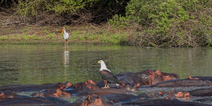 Nyerere-National-Park