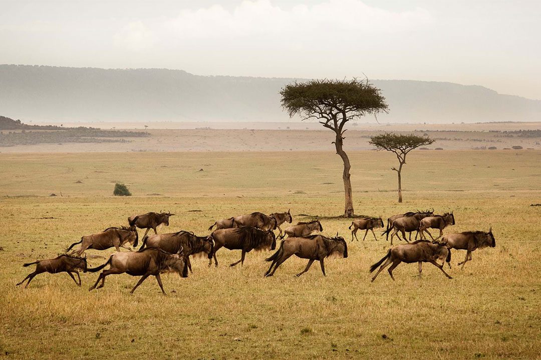 Tanzania-great-wildebeest-migration